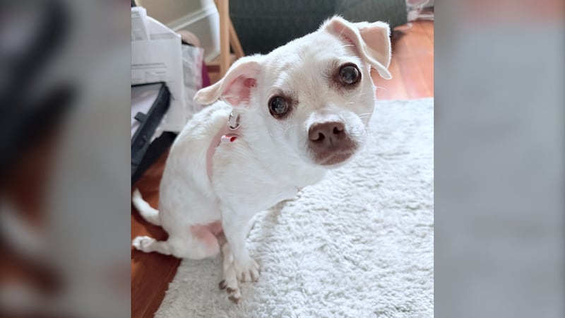 A 10-year-old Chihuahua mix named Smidgen is pictured. (Courtesy: Lisa Lavoie)
