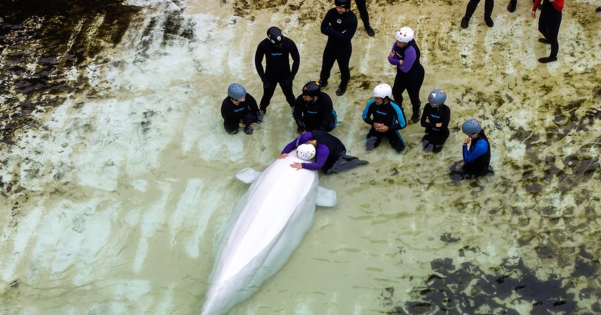 Chicago aquarium says Marineland belugas have health issues