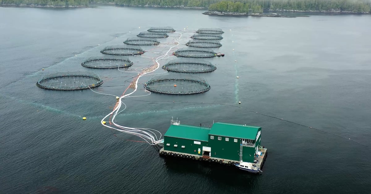 B.C.'s pink salmon boom fuels debate as salmon farm ban looms