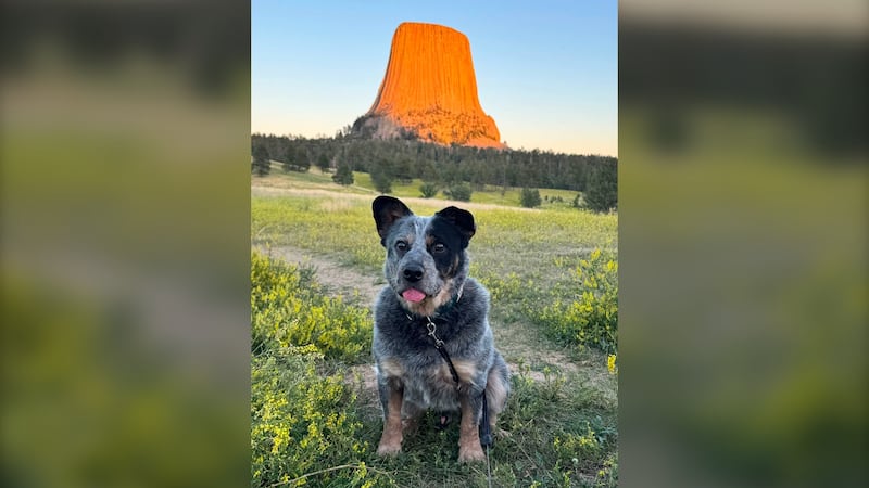 A dog poses for a photo in front of a big rock.