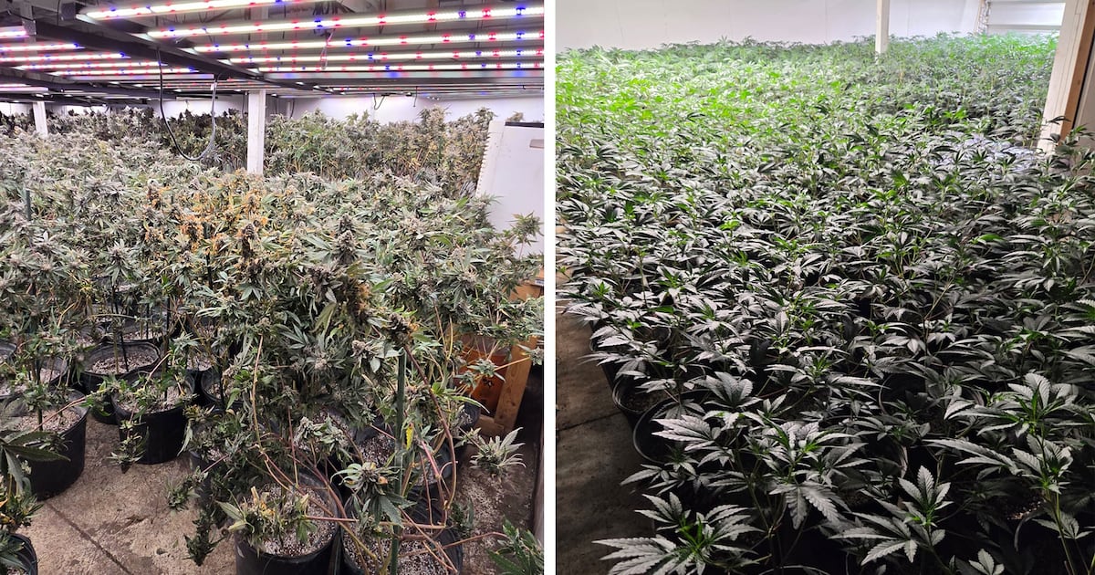 Cannabis worth $1.5 million seized from illegal production operation in ...