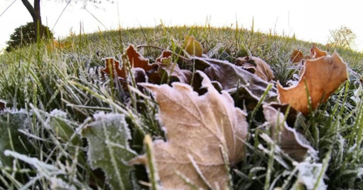 Frost advisory issued for Toronto ahead of a chilly election night