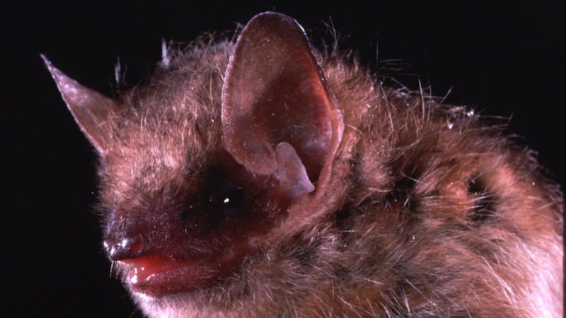 Bat in Burlington tests positive for rabies, local health unit says