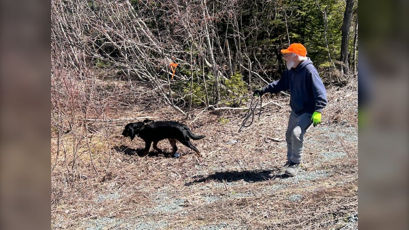 A cadaver dog and its handler are pictured  near the woods in Lansdowne Station, N.S., during the search for Lilly and Jack Sullivan on April 26, 2026. (Jonathan MacInnis, CTV Atlantic)