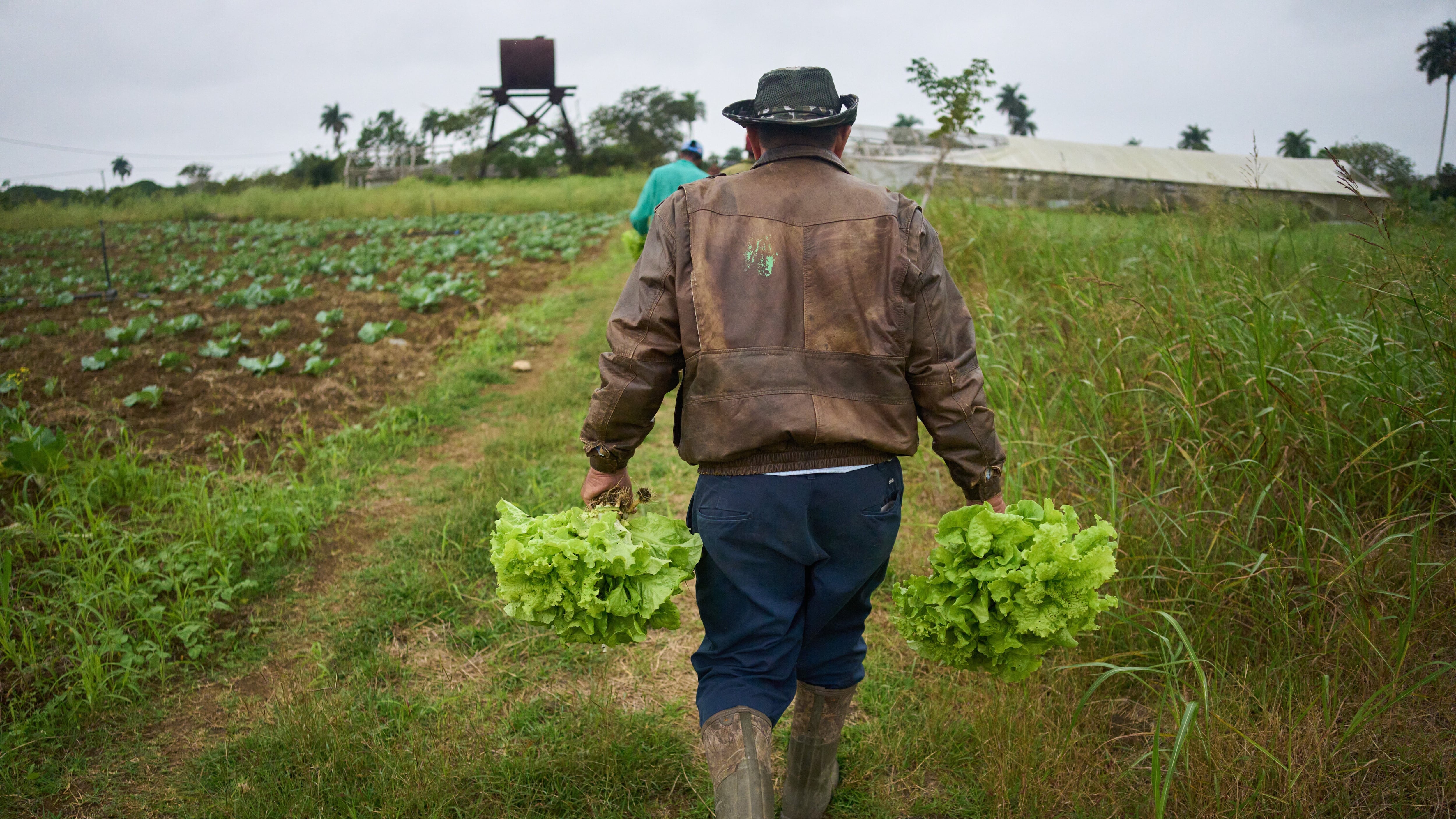 Farmer Lazaro Sanches harvests lettuce on his land in Minas, Havana province, Cuba on Jan. 28, 2026. (Ramon Espinosa / AP Photo)