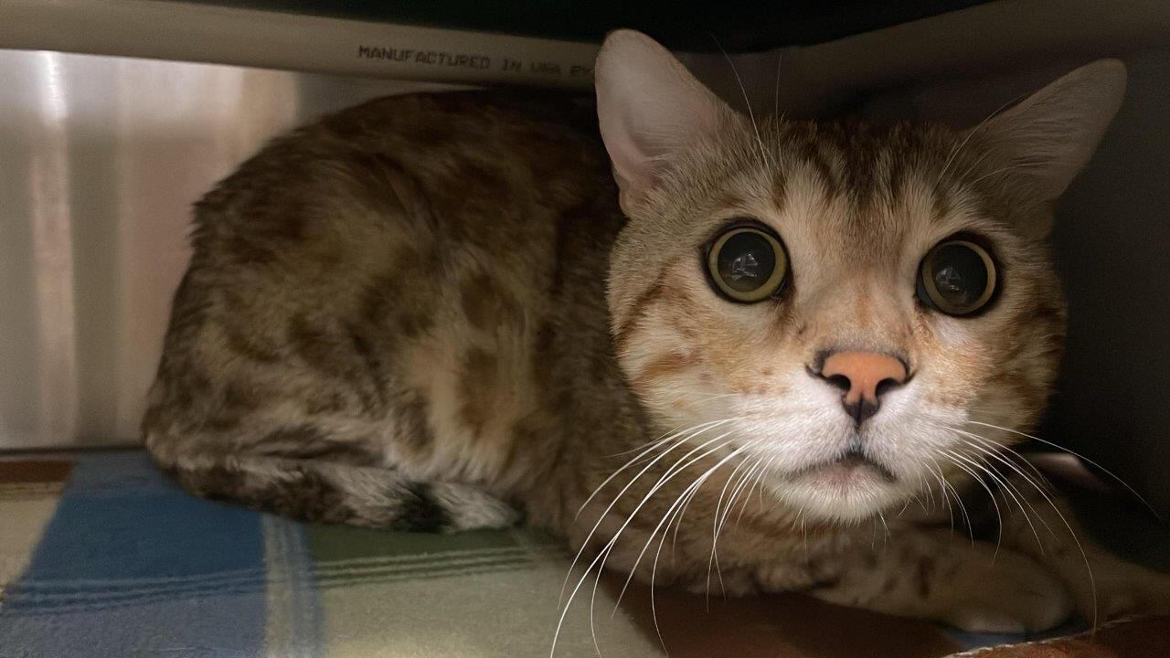The animals were seized from a property in Vernon on May 28 after a veterinarian determined the animals were in distress due to their dwelling conditions, the B.C. SPCA said in a news release Wednesday. (Handout)
