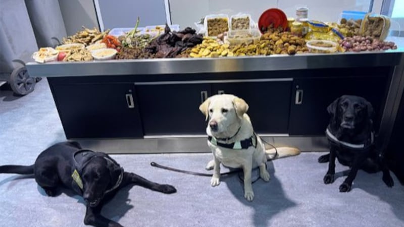 A round of ‘appaws’: Detector dogs intercept undeclared meat at Toronto Pearson Airport