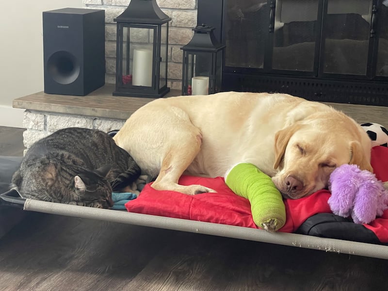 Reese is recovering at home after being rescued from a steep cliffside at Blomidon Provincial Park. (Submitted)