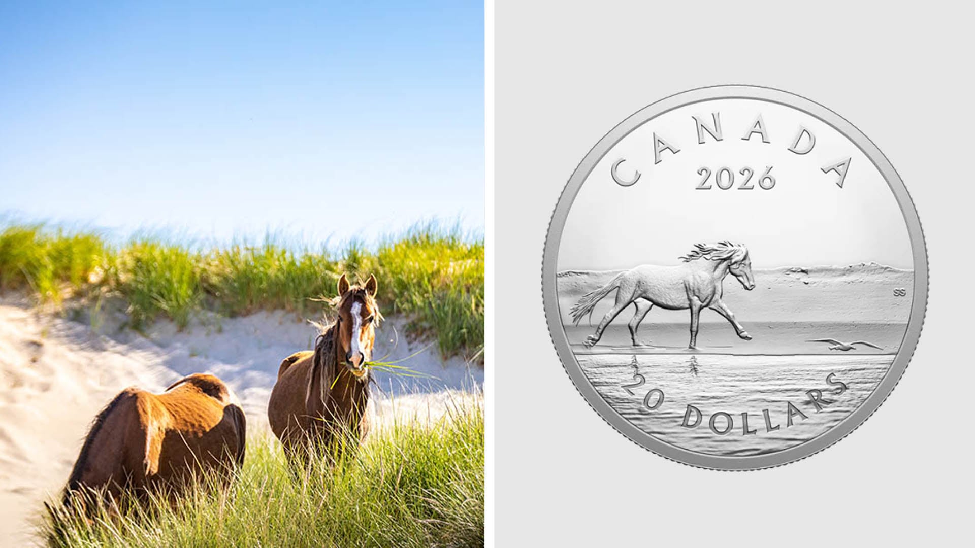 Sable Island horses are pictured along with a new coin from the Royal Canadian Mint. (Courtesy of the Government of Canada)