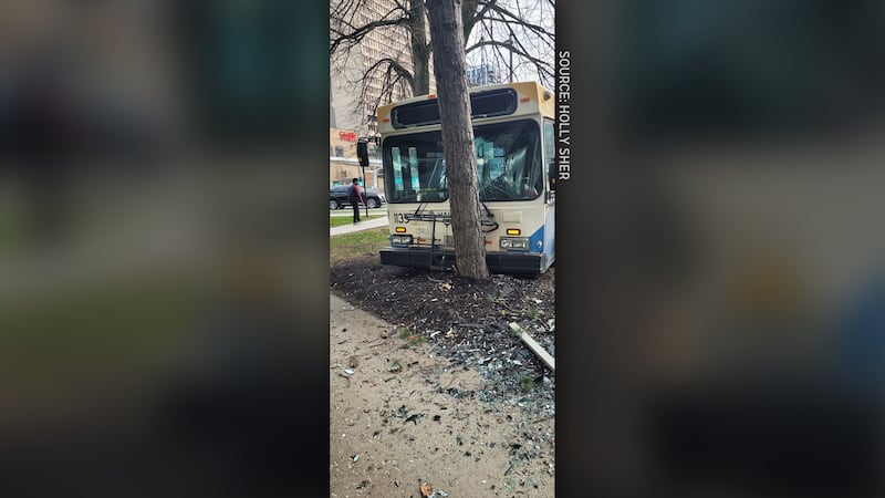 The bus came crashing into this tree, which Holly Sher credits with saving her life. (Courtesy of Holly Sher)