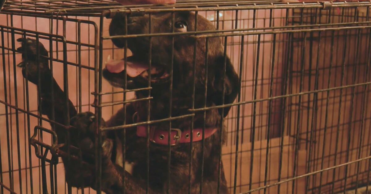 Pregnant dog rescued from Ohsweken, Ont. dumpster