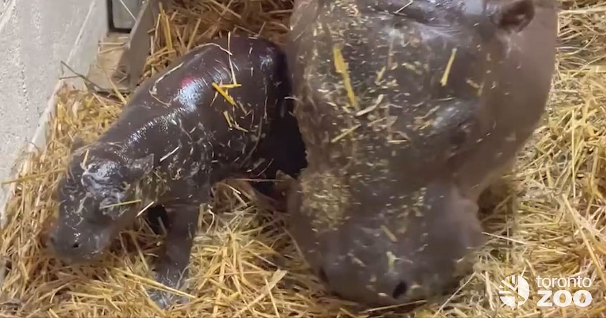 Toronto Zoo pygmy hippo Maple