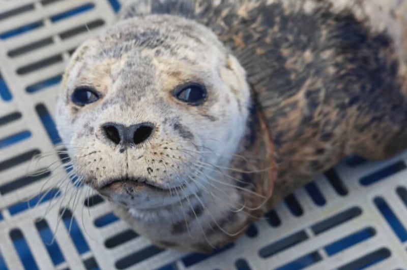 The pup, named Annette by hospital staff, weighed 18.2 kilograms, or approximately half of the normal body weight of a healthy harbour seal her age, the rescue society said in a statement. (Vancouver Aquarium Marine Mammal Rescue Society)