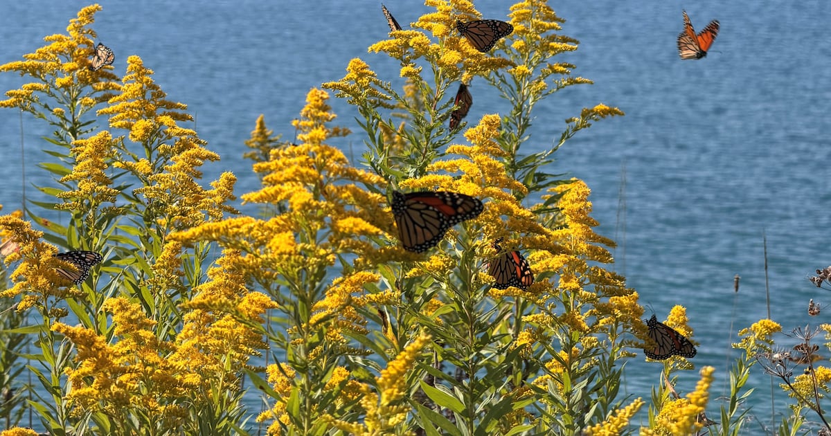 More monarch butterflies in Toronto this year