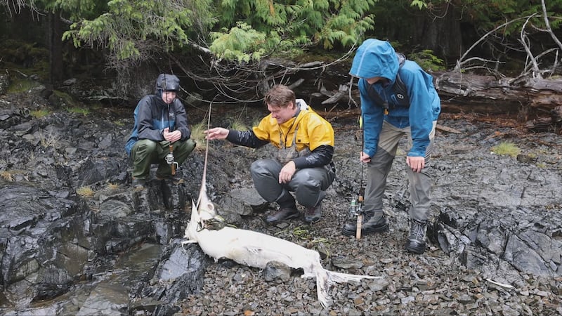 A rare swordfish found on Haida Gwaii is giving scientists another glimpse at how changing ocean conditions can send marine species far beyond their usual range. (Captain Quinn)