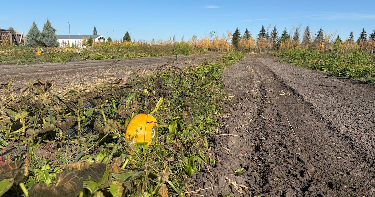 Pumpkin festival cancelled west of Edmonton