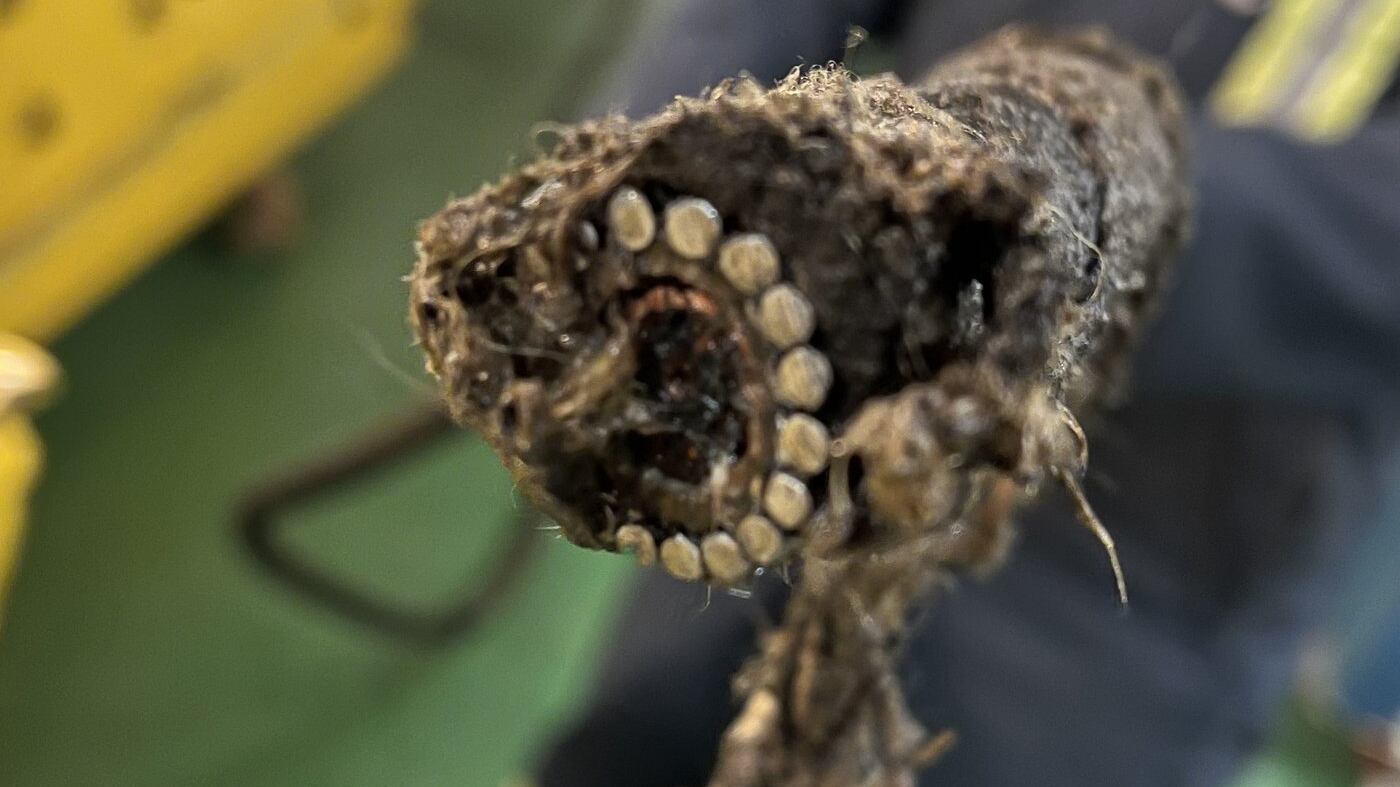 A subsea cable, shown in this handout photo, was severed on Dec. 24, 2024. THE CANADIAN PRESS/HO — Bell