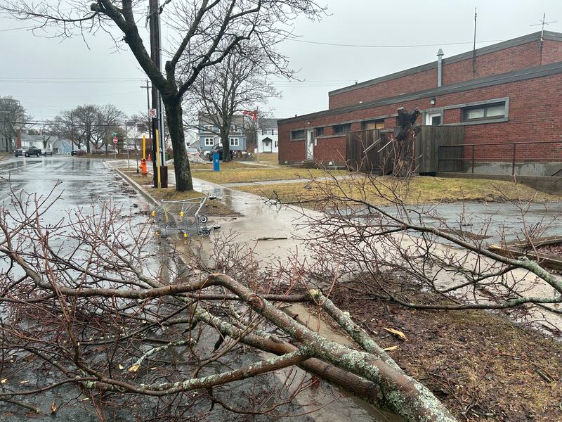 A large part of a tree is pictured on the ground on Ashburn Avenue in Halifax. (Emma Convey/CTV Atlantic)