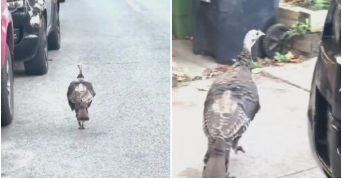 A wild turkey roams a west-end Toronto neighbourhood