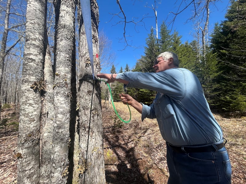 Chris Hutchinson at Hutchinson's Acres. (Jonathan MacInnis/CTV News Atlantic)