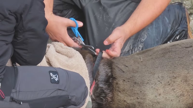 The rubber band cutting into the sea lion’s neck was removed during a carefully coordinated rescue by the Vancouver Aquarium Marine Mammal Rescue Society.