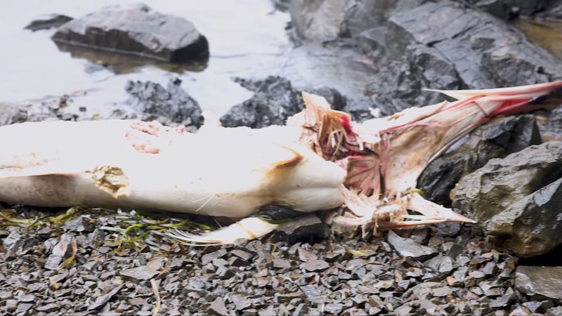 The carcass of a rare swordfish is seen on a beach on Haida Gwaii.