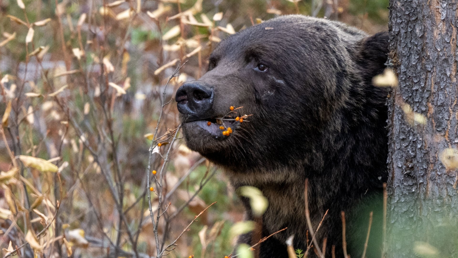 Bear 122, a large male grizzly known by locals as 'The Boss,' is seen in Banff. (Jason Leo Bantle/All in the Wild Photography)
