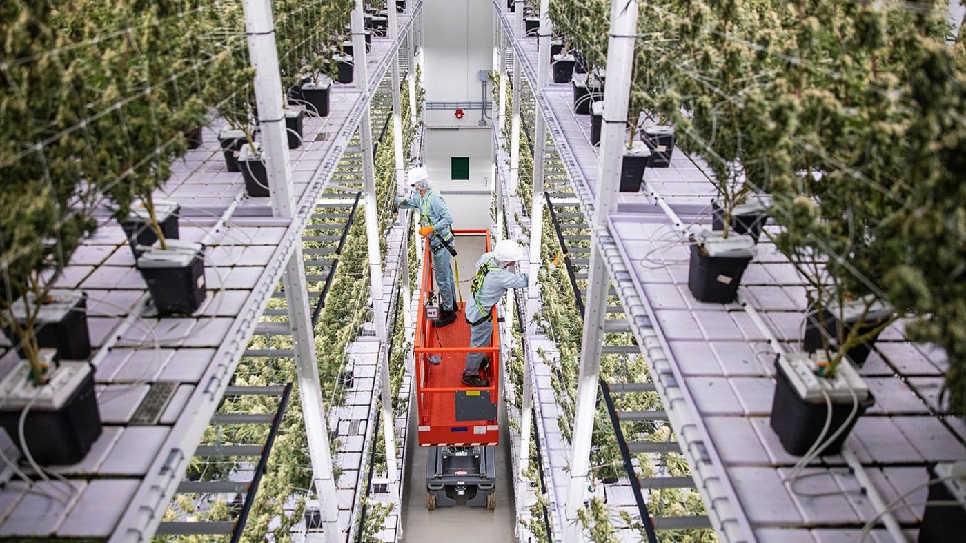 Workers are seen in cannabis company Organigram Global Inc.'s facility in Moncton, N.B., in this undated handout photo. THE CANADIAN PRESS/HANDOUT- Thiago De Oliveira Muniz