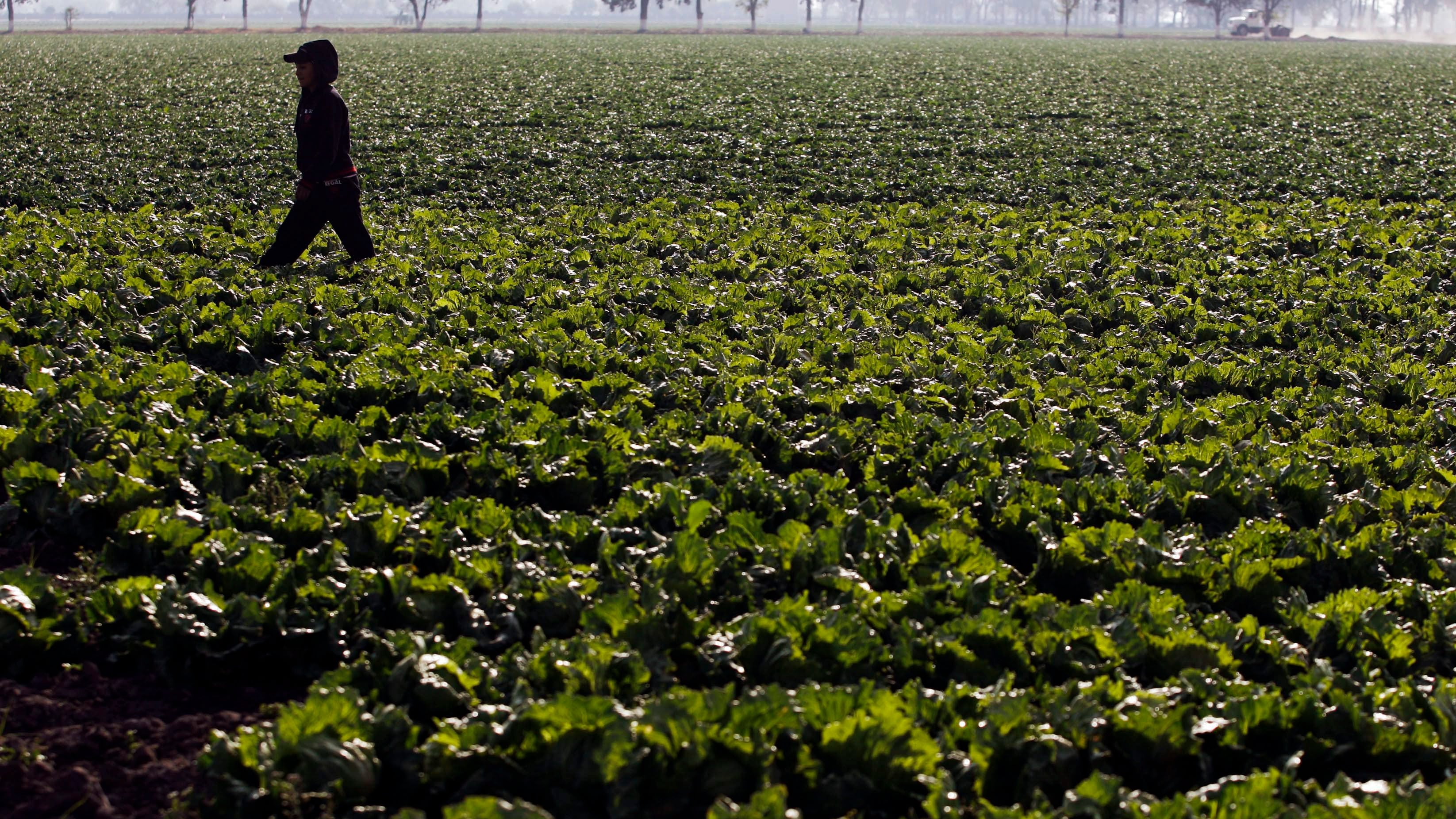 A farm worker walks at a Taylor Farms plantation in the town of Doctor Mora, on the central state of Guanajuato, Mexico, on March 26, 2008. (Guillermo Arias / AP Photo)