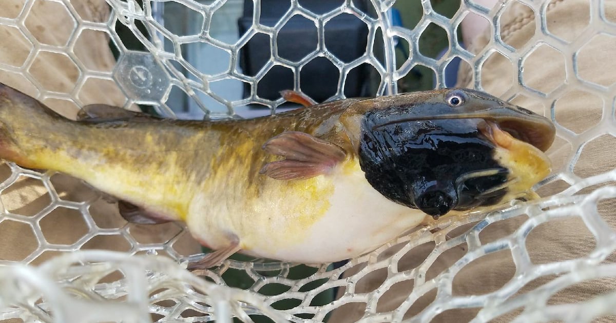 Übertragbarer Hautkrebs bei Süßwasserfischen in Kanada und den USA ...