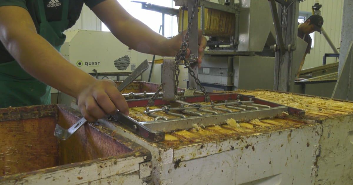 U.S. tariffs hit Alberta honey hard