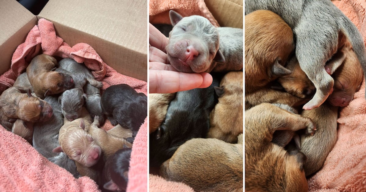 Almost a dozen puppies found abandoned in Brantford within days of birth