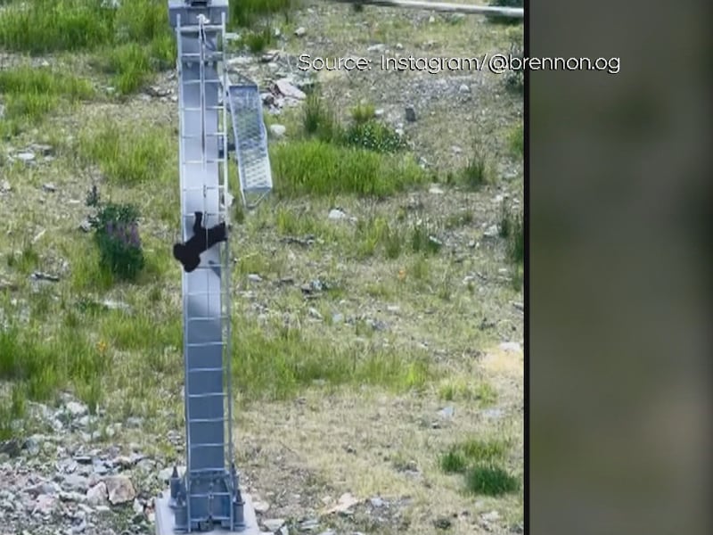 Bear cub climbs ski lift pole in Whistler, B.C.