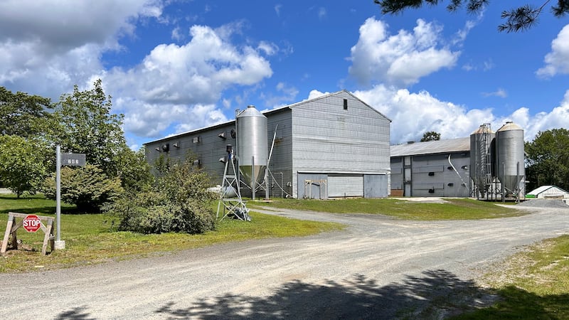 Roughly 10,000 chickens are dead after someone broke into this poultry farm in Pine Grove, N.S. (Paul Dewitt/CTV News Atlantic)