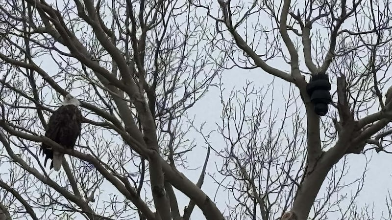 The Port Morien Wildlife Association has launched a live bald eagle nest camera in Gardiner Mines, N.S. (Source: Facebook/Jeff McNeil)