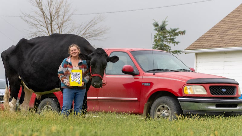 ‘Beef' the Alberta Holstein is officially the tallest living steer on the planet, according to Guinness World Records. (Guinness World Records handout)
