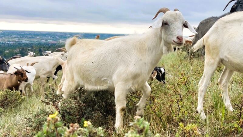 Goats graze at Nose Hill Park in northwest Calgary on Wednesday, Aug. 13, 2025.