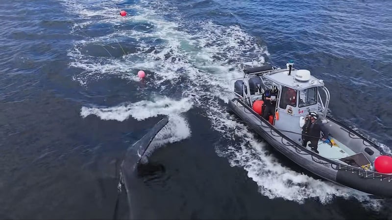 Two humpback whales rescued in one day off Vancouver Island