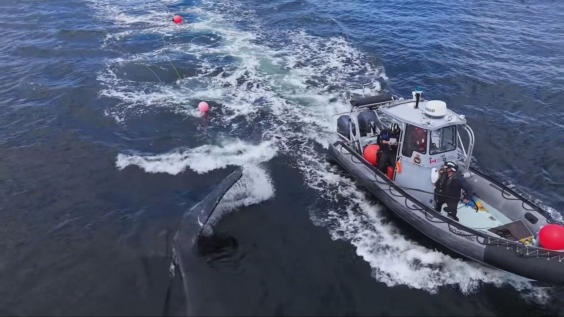 Two humpback whales rescued in one day off Vancouver Island