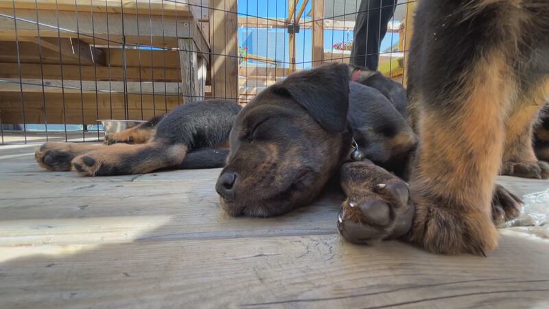A sleeping dog is pictured.