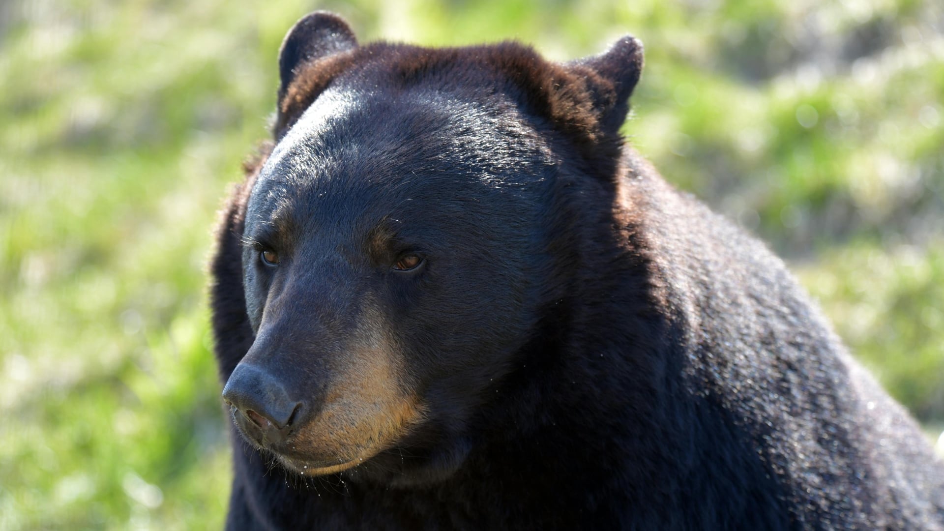 A stock photo of a Black Bear. (Photo by Chen Te/Pexels)