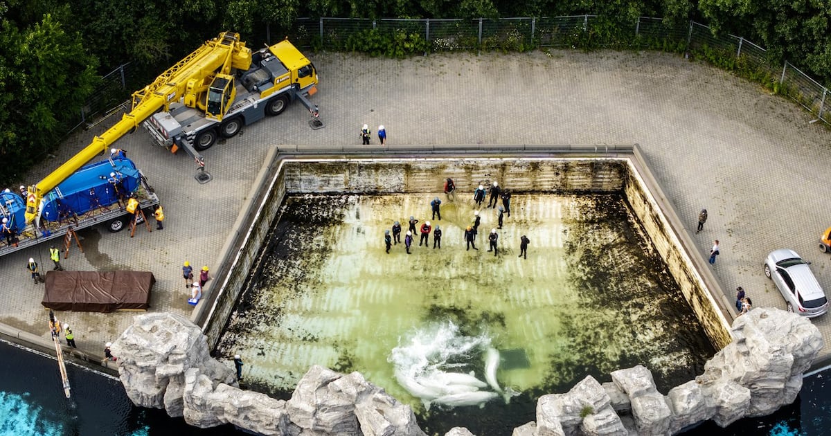 Fourth Marineland whale dies after relocation, third at Shedd Aquarium in ...