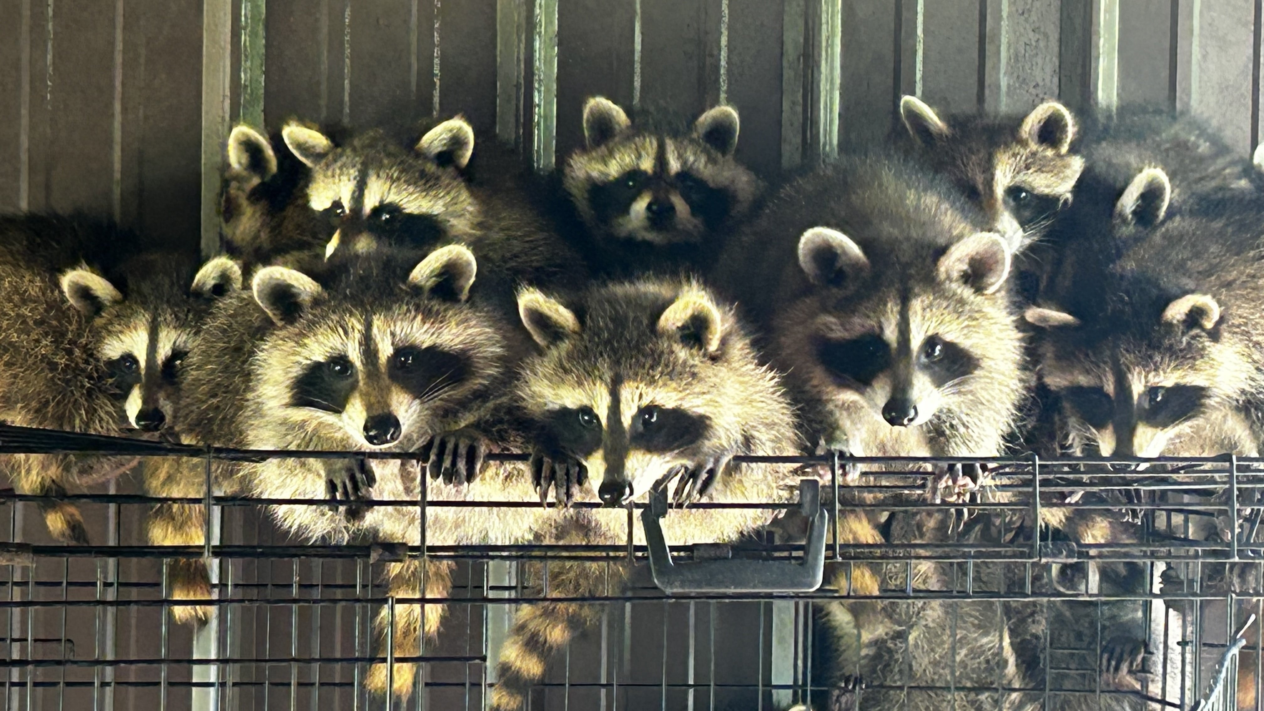 A collection of raccoons.