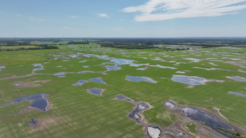 Water sits on fields in Thorhild County in June 2026. (Sean McClune / CTV News Edmonton)