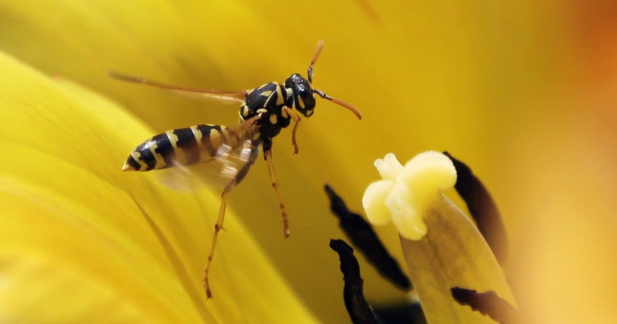 Helicopter rescue for B.C. climber stung by wasps 100 times