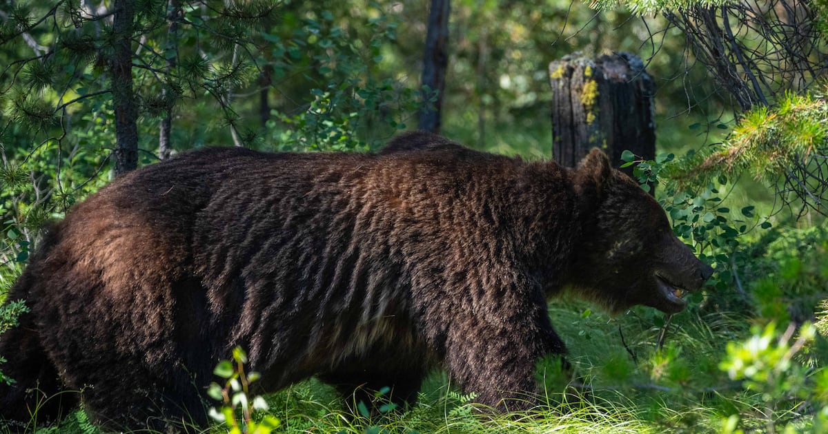Banff's famous bear 'The Boss'