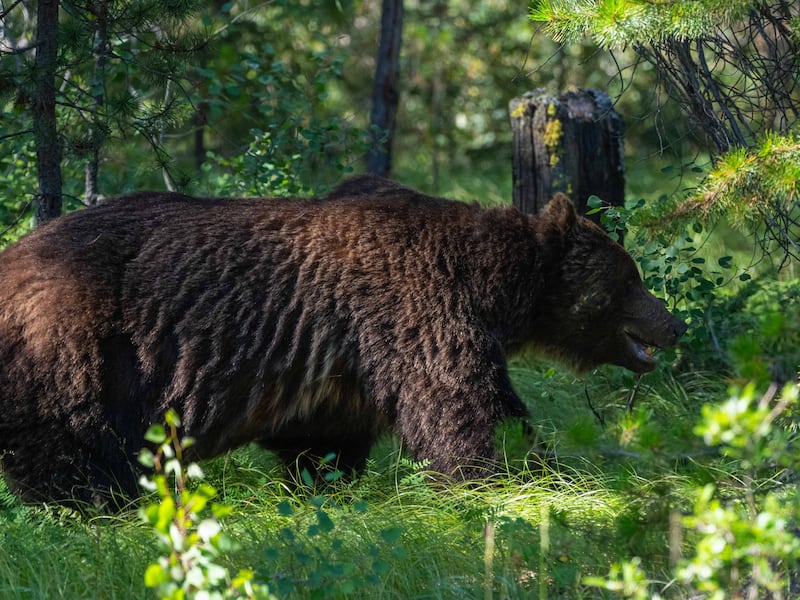 Could ‘The Boss’ be euthanized? Parks Canada addresses plans for Bear 122