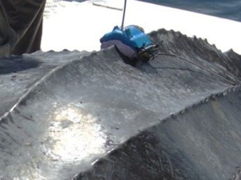 A leatherback sea turtle tagged off Nova Scotia is pictured. (Courtesy of DFO)