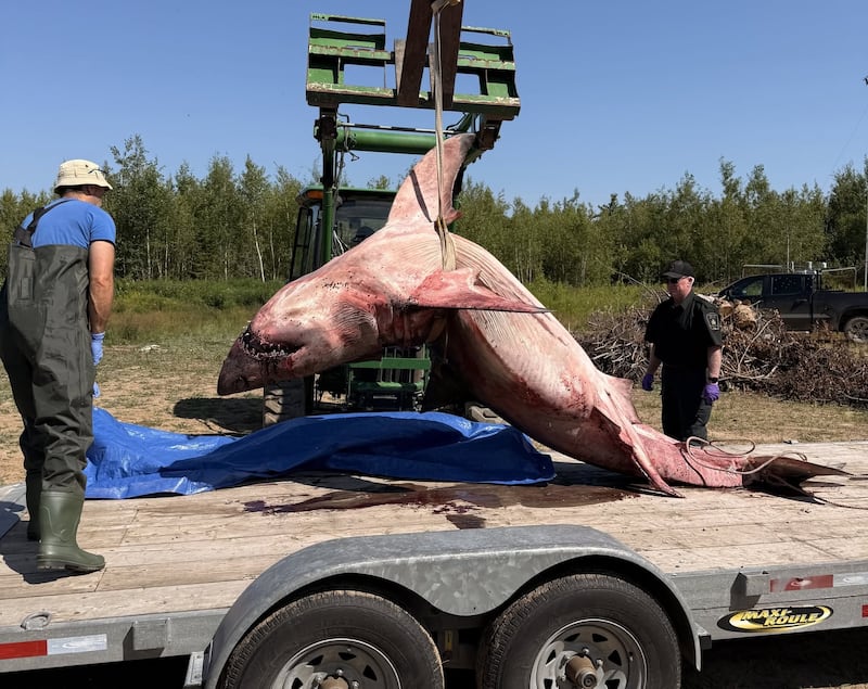 A great white shark is seen on a beach near Pictou, N.S., in July 2026. (Marine Animal Response Society/Facebook)