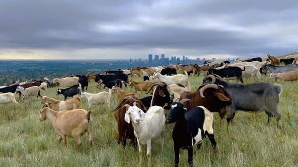 They’re baaaack! Goats return to graze on Calgary’s invasive weeds